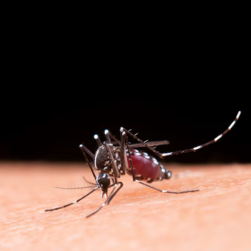 Dengue, Malaria